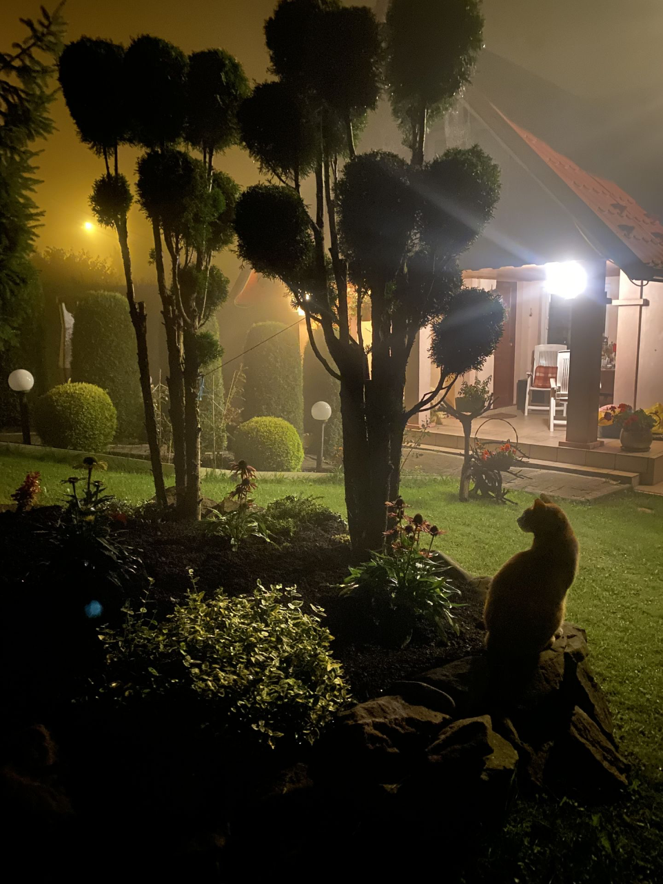 Ogród
